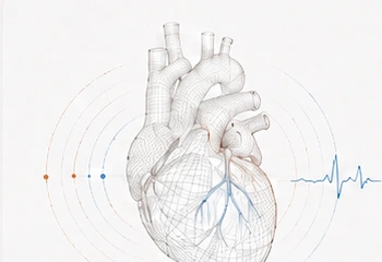 Echocardiogram illustration